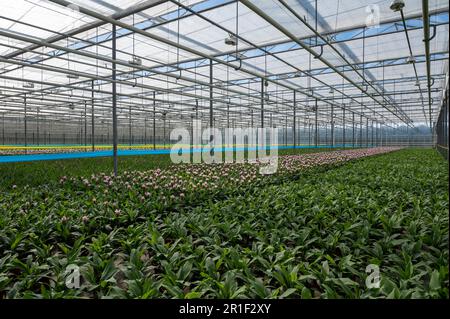 Giovani piante di curcuma, Curcuma longa pianta da fiore della famiglia dello zenzero, fioritura decorativa o ornamentale in serra olandese, nei Paesi Bassi Foto Stock