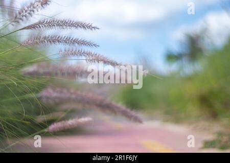 Texture con vegetazione e percorso ciclabile sfocato in background in una giornata di sole, concetto di vegetazione in urbano anbiente. Foto Stock