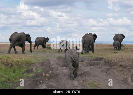 Mandria di elefanti che camminano via attraverso le pianure di Mara Foto Stock