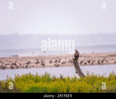 12 maggio 2023 - Malibu, CA, USA: Un Osprey (Pandion haliaetus) si trova su un palo di legno alla Laguna di Malibu, CA. Foto Stock