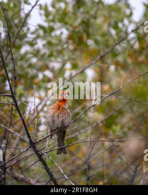 12 maggio 2023, Malibu, CA, USA: Un maschio House Finch (Haemorhous mexicanus) si trova in un arbusto alla Laguna di Malibu. Foto Stock