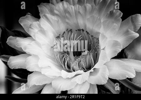 Immagine di primo piano in bianco e nero del fiore Cereus One Night Blooming Foto Stock