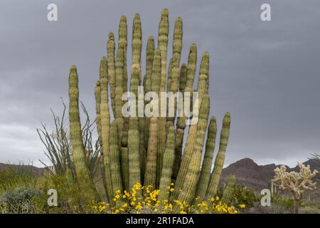 Cactus Large Organ Pipe presso Organ Pipe Cactus National Monument, Arizona, USA Foto Stock