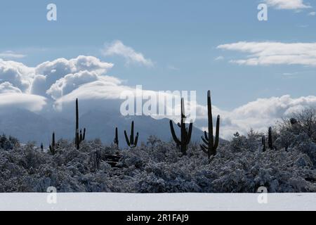 Deserto di Sonora dopo una rara tempesta di neve Foto Stock