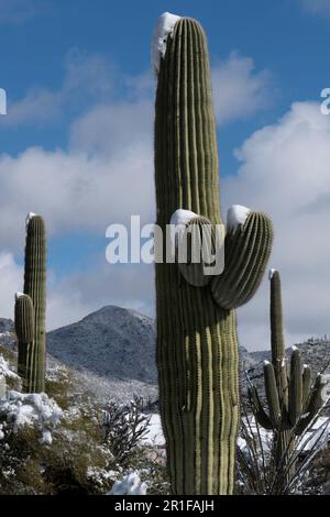 Saguaros del deserto di Sonora con neve Foto Stock