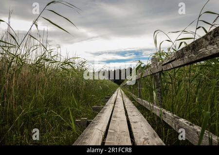 Sentiero vuoto in legno tra piante contro il cielo Foto Stock