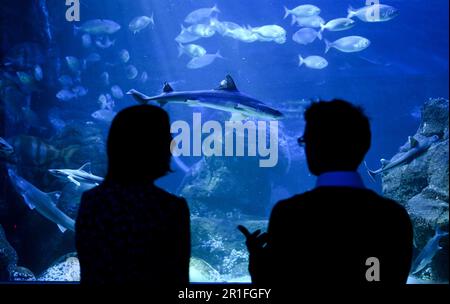 Berlino, Germania. 12th maggio, 2023. I pesci nuotano nella vasca atlantica dell'acquario Sealife (sparato attraverso il vetro della vasca). La riapertura dell'acquario è prevista per il 15 maggio 2023. (To dpa 'After Burst aquadome: Sealife Aquarium in Berlin Reapres') Credit: Soeren Stache/dpa/Alamy Live News Foto Stock