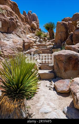 Joshua Tree National Park con cielo blu, fiori selvatici e fiori di cactus Foto Stock