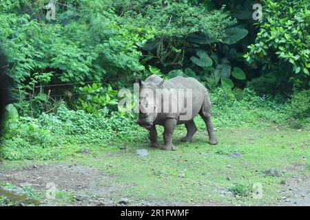 Rhino in cattività. Primen, Giava Orientale, Indonesia. Foto Stock