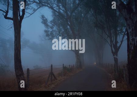 Nebbia mattutina a Mahabaleshwar, Maharashtra. Ad un'altitudine di 1000 metri sul livello del mare, Mahabaleshwar si foggia negli inverni molto facilmente. Foto Stock