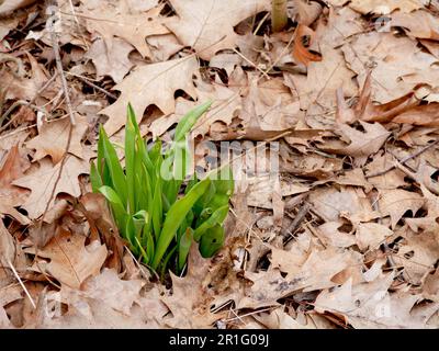 fiori di primavera verdi giovani che si rompono attraverso il vecchio fogliame Foto Stock