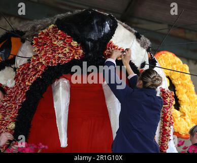 Spalding, Regno Unito. 11th maggio, 2023. Con il Festival dei Fiori di Spalding a soli due giorni di distanza, 'pinning' teste di tulipano sulla parata galleggianti è iniziato. La parata è stata ripresa da Stephen Timewell dopo che è avvenuta l'ultima volta nel 2013. Più di un milione di teste di tulipano sono usate per decorare galleggianti che sfileranno attraverso la città di Spalding, nel Lincolnshire, il 13th maggio 2023. Credit: Paul Marriott/Alamy Live News Foto Stock