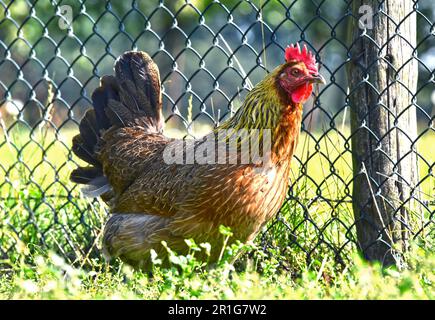 Il pollo sul tradizionale intervallo libero azienda agricola di pollame Foto Stock