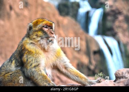 Barbary macaque (Macaca sylvanus), a Ouzoud cade in Marocco Foto Stock