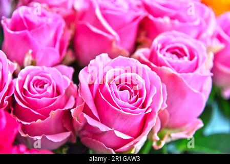 Le Rose in negozio di fiori. Fiori recisi alla bancarella di strada Foto Stock