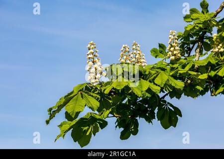 Un castagno di cavallo fiorito in primavera Foto Stock