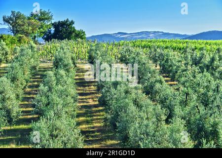 Piantagione di olive e vigneti vicino alla città di Montalcino, Toscana, Italia Foto Stock