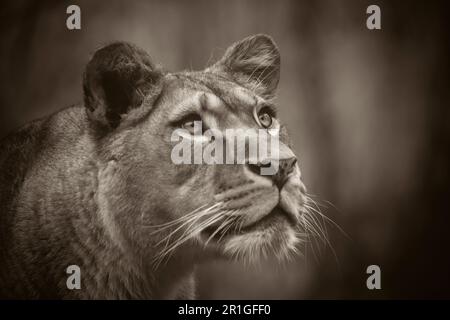 Il leone del predatore berbero affronta la vista pericolosa, la migliore foto Foto Stock