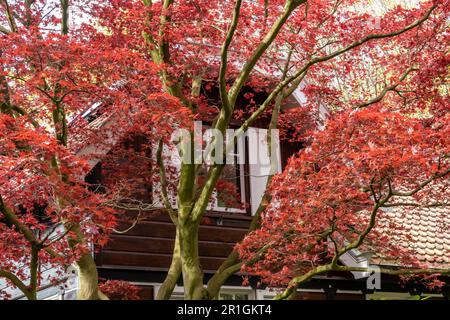 Acero giapponese, Acer palmatum 'Atropurpureum' rosso, albero con foglie rosse nel giardino di casa di fronte in primavera, Paesi Bassi Foto Stock