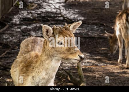 Daino, dama dama, fawn, giovane maschio con formella bottoni mangiare nel parco dei cervi, Hilversum, Paesi Bassi Foto Stock