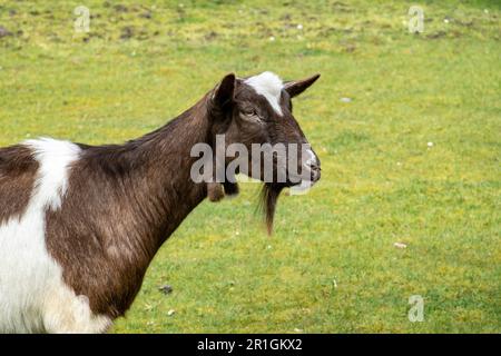 Capra olandese di Bonte, Capra aegagrus hircus, vista laterale della testa e della barba di capra bruno-bianca a pelo corto, Paesi Bassi Foto Stock