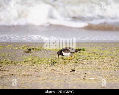 Ruddy turnstone, Arenaria interpres, adulto in non allevamento piume controllo alghe sulla sabbia di Scheveningen spiaggia, Paesi Bassi Foto Stock