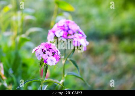 Il garofano turco fiorisce nel giardino estivo. Piante di Dianthus barbatus Foto Stock