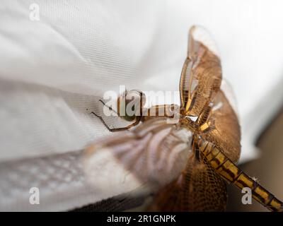 Primo piano sparo di una libellula marrone, un insetto volante appartenente all'infrastruttura Anisoptera sotto l'ordine Odonata Foto Stock