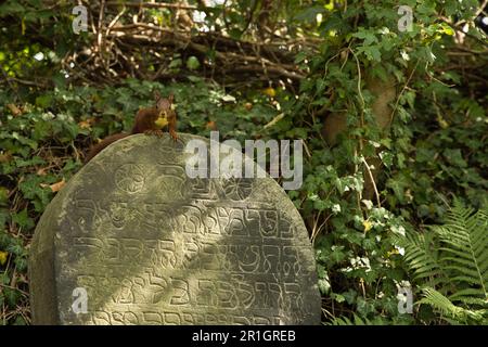 Uno scoiattolo marrone arroccato su un muro di pietra adornato con vegetazione lussureggiante, cimitero ebraico Goslar, Germania Foto Stock