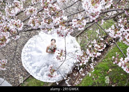 Kyoto, Giappone - Aprile 1st 2019; Foto di matrimonio Foto Stock