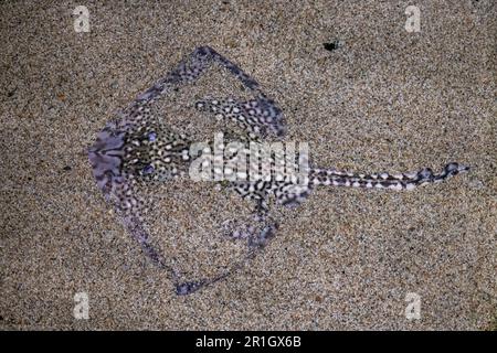 Un raggio di Thornback in un acquario del Regno Unito che si trova in piano contro la sabbia in acque poco profonde. Foto Stock
