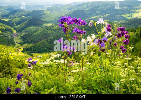 Colonnine fiorite (Aquilegia) in diversi colori, sullo sfondo del paesaggio Foresta Nera con il villaggio Neuenweg. Vista dal monte Belchen. KLE Foto Stock