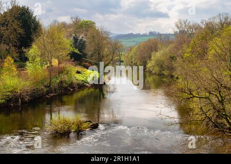 Vista a ovest lungo il fiume Usk (Afon Wysg) nel Parco Nazionale Brecon Beacons. Brynich, Brecon (Aberhonddu), Powys, Galles, Regno Unito, Regno Unito Foto Stock