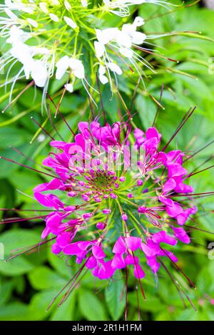 Fiore di ragno rosa e bianco (Cleome hassleriana) o fiore Capparaceae nel giardino tropicale. Foto Stock