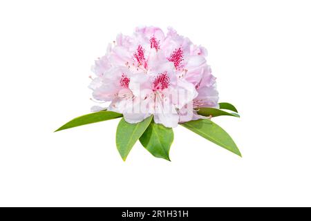 Rhododendron fiori rosa pallido e foglie isolato su bianco Foto Stock