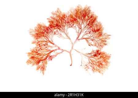 Rhodophyta ramo di alghe rosse isolato su bianco. Alghe rosse. Foto Stock