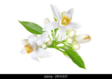 Fiore di neroli. Fiore di agrumi. Arancio albero fiori bianchi, boccioli e foglie mazzo isolato su bianco. Foto Stock