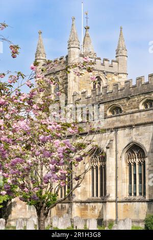 St Chiesa di Michele con fiori di ciliegio Kwanzan rosa in primavera. Una chiesa parrocchiale anglicana di grado i, elencata a Basingstoke, Inghilterra Foto Stock