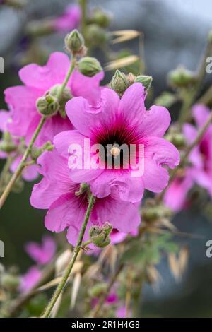 Grandi fiori rosa di Hollyhock comune Malow o Malva alcea primo piano alla luce del sole. Messa a fuoco selettiva Foto Stock