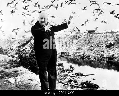 ALFRED HITCHCOCK negli UCCELLI (1963), diretto da ALFRED HITCHCOCK. Credit: Alfred J. Hitchcock Productions / Album Foto Stock