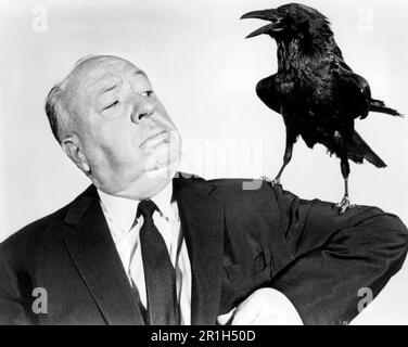 ALFRED HITCHCOCK negli UCCELLI (1963), diretto da ALFRED HITCHCOCK. Credit: Alfred J. Hitchcock Productions / Album Foto Stock