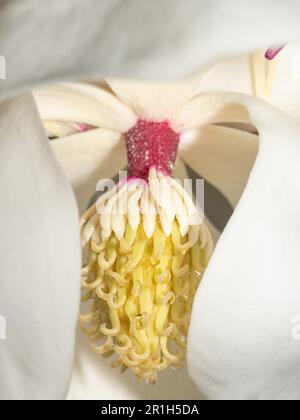 Macro immagine di un fiore bianco della magnolia Meridionale con polline visibile sugli stami e gocce d'acqua appese ai tappeti. Foto Stock