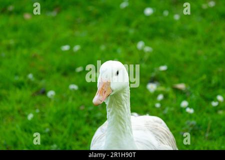 Primo piano di un'oca nazionale Foto Stock
