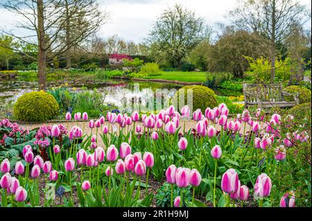 Tulipani in primavera intorno alla zona stagno superiore, tra cui il giardino della sala lettura. Foto Stock