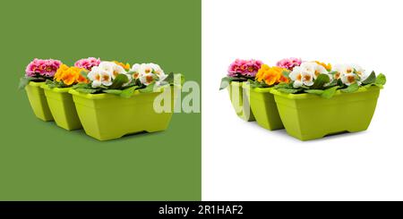 Piante di primrose fiorite in vasi verdi di plastica. Fiori vista frontale isolato su sfondo bianco e verde. Primavera, giardinaggio e fiori concetto regalo Foto Stock