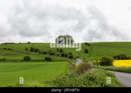 Hackpen Hill gesso bianco cavallo punto di riferimento vicino Broad Hinton, Wiltshire, Inghilterra, Regno Unito Foto Stock