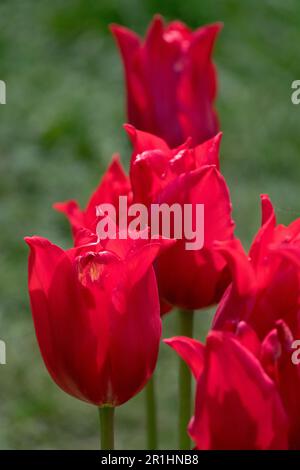 Tulipani rossi "Donna Pretty" Foto Stock