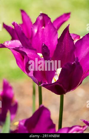 Tulip 'Doll Viola', Fiore, Tulipa 'Doll Viola', Lily fiorito Foto Stock