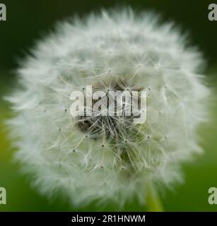 Dente di leone testa di seme primo piano fata Foto Stock