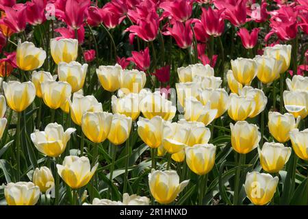 White, Yellow, Tulip 'Lemon Chiffon', Deep, Rose, rosa, Mariette, tulipani, giardino con aiuole di fiori di colore misto primavera maggio Foto Stock